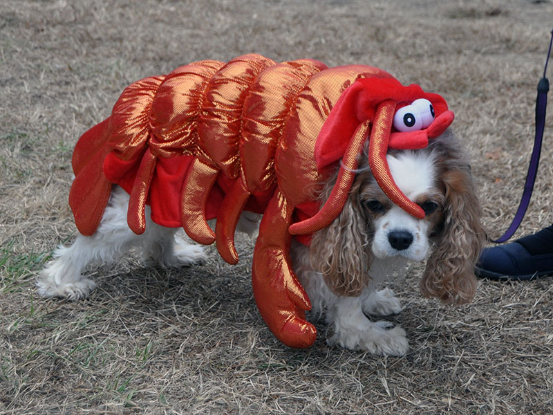 Jasper, a King Charles Spaniel, shows off his lobster costume during Paws in the Park, which is sponsored annually by the Humane Society of Blue Ridge.