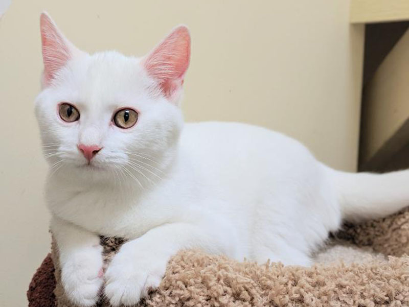 The Humane Society of Blue Ridge cat of the week is Nod. He is a five-month-old Domestic Short Hair. He’s social, playful and talkative, especially at mealtime. Learn more or schedule a visit by calling the Cat Haven at 706-632-4357.    