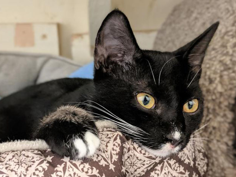 The Humane Society of Blue Ridge cat of the week is Ziggy. He is as cute as can be.  He loves to play, cuddle and just be a kitten. Learn more or schedule a visit by calling the Cat Haven at 706-632-4357.      