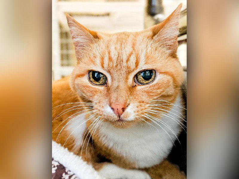The Humane Society of Blue Ridge cat of the week is Boo. He is a wonderful cat, very sweet, meek and loving. He is an older cat and would love to go home to a cozy lap. Learn more or schedule a visit by calling the Cat Haven at 706-632-4357.     