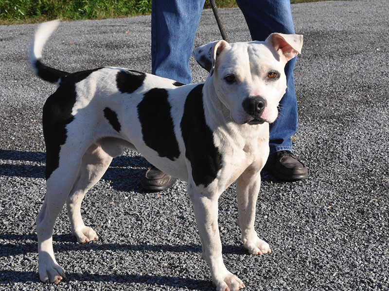 This male mix was picked up on Lickskillet Road October 7 and is staying at Fannin County Animal Control until reclaimed or adopted. This handsome fella has a stocky build with a coat of white featuring large dark brown patches and super cute bent years. View this cutie pie under Animal Control number 304-19.
