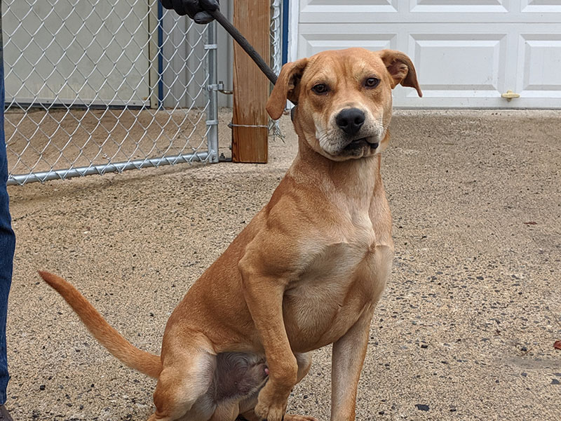 This male mix was dropped off at Animal Control September 30 and is staying there until reclaimed or adopted. This cutie pie rocks a sandy to golden coat and floppy ears. View this pup under Animal Control number 292-19.