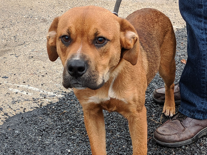 This male mix was picked up October 10 on New Haven Road in Blue Ridge and is staying at Fannin County Animal Control until reclaimed or adopted. He is medium-sized and has a bobbed tail. His reddish gold coat sets off his big brown eyes. View this cutie pie under Animal Control number 305-19.