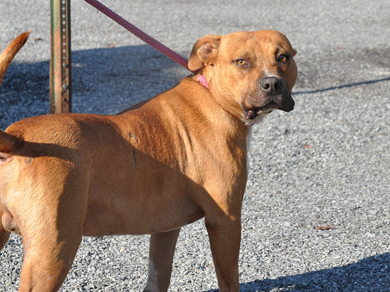 This male Boxer mix was picked up September 17 in Blue Ridge and is staying at Fannin County Animal Control until reclaimed or adopted. Volunteers call this handsome golden-red fella Charlie. They say he’s a great dog who needs a furever home. View Mr. Charlie under Animal Control number 275-19.
