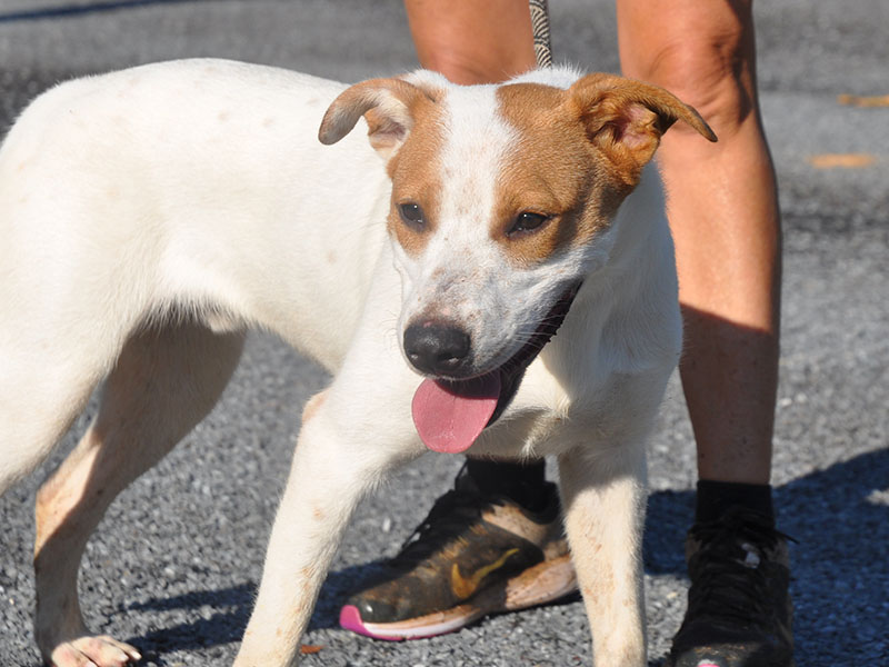 This male mix was given up by his owners on August 14, so he is staying at Fannin County Animal Control until claimed by a rescue or adopted. This goofy, energetic guy is white with Georgia clay colored patches over his eyes and ears. View this cute, happy pup under Animal Control number 237-19.