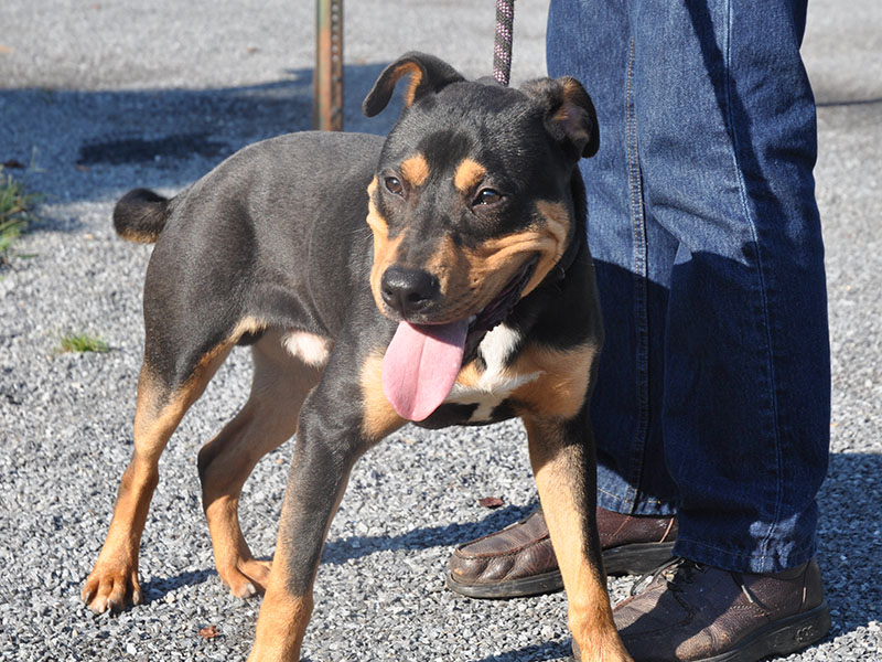 This male Rottweiler mix was picked up August 4 on Spring Hill Circle in Blue Ridge and is staying at Fannin County Animal Control until claimed by a rescue or adopted. He has a sleek black and golden-tan coat with a white blaze on his chest. This handsome guy is happy and energetic and seems he’d make a great addition to any active family. View this sweetie under Animal Control number 227-19.