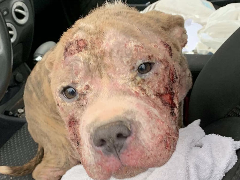 Hope was found, with a severe skin condition (see above photo), on the side of the highway in Pickens County. Tri State Pet Rescue cared for her and healed her skin (see below photo). Hope was one of those who found a home at the Governor’s Mansion adoption event in March, 2019.