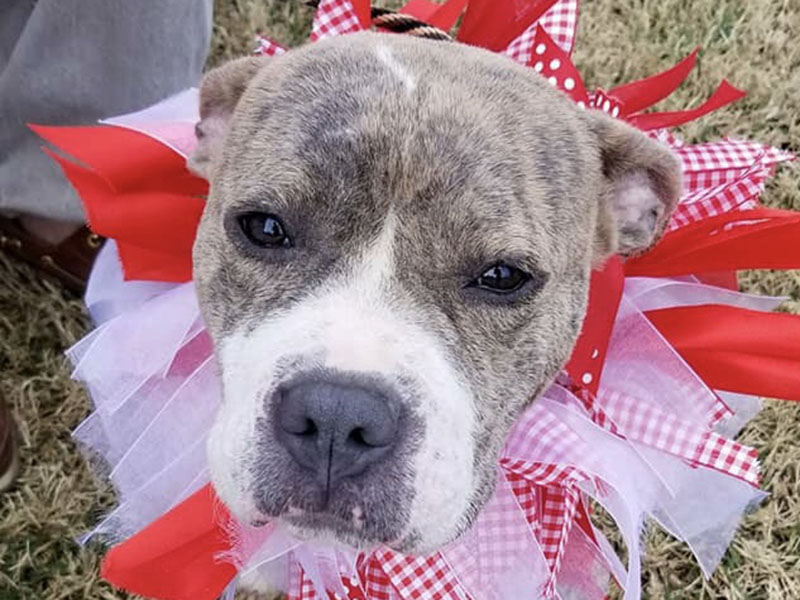 Hope was found, with a severe skin condition (see above photo), on the side of the highway in Pickens County. Tri State Pet Rescue cared for her and healed her skin (see below photo). Hope was one of those who found a home at the Governor’s Mansion adoption event in March, 2019.