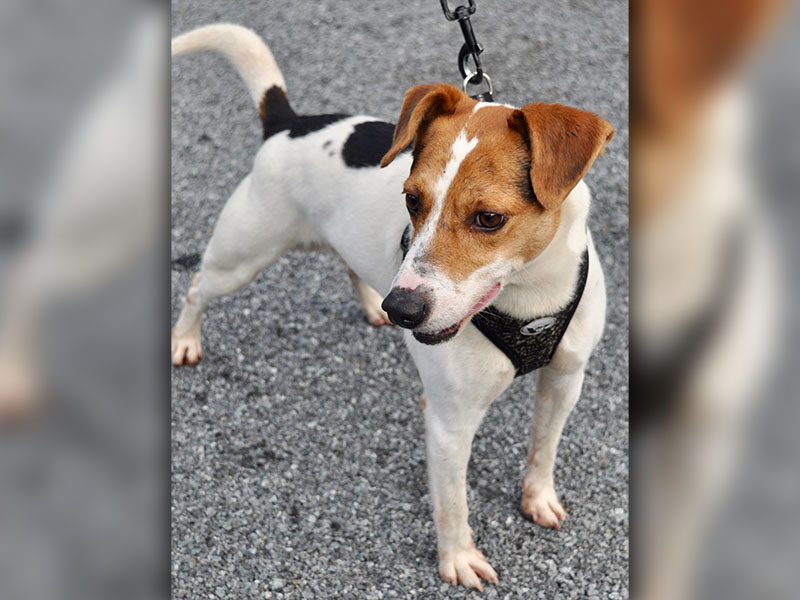 This male Jack Russell mix, “Rocco,” was picked up on Scenic Drive July 29 and is staying at Fannin County Animal Control until reclaimed or adopted. He’s full of love and a total sweetheart. His coat is white with reddish brown and black patches. View this sweet boy under Animal Control number 221-19.