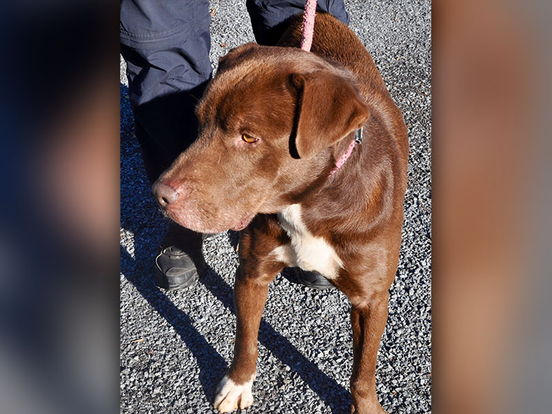 This male Lab mix, “Casey,” was picked up on Young Stone Drive in Mineral Bluff and is staying at Fannin County Animal Control until reclaimed or adopted. He’s full of love and a total sweetheart. His coat is reddish brown with white patches. View this sweet boy under Animal Control number 292-19.