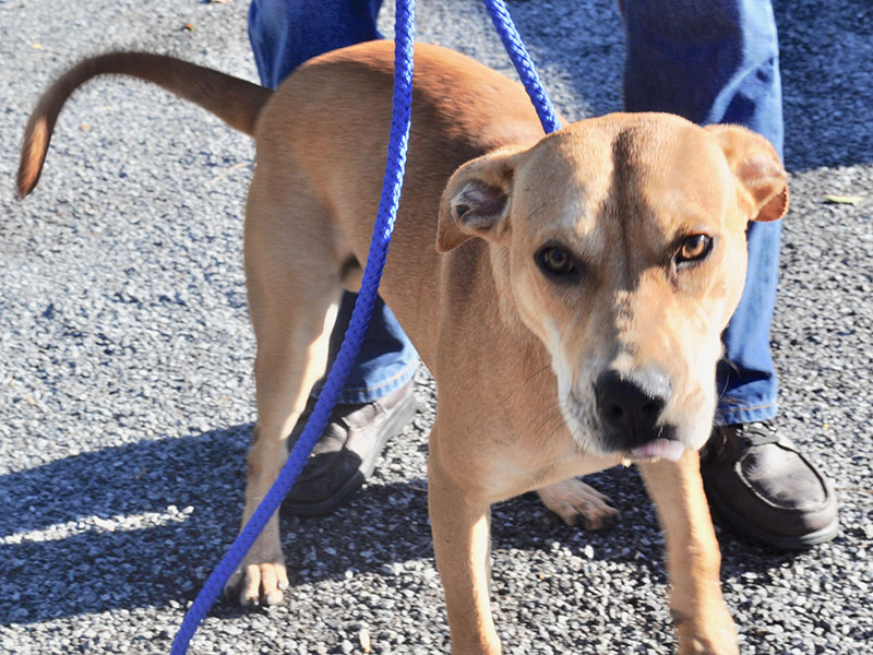 This male Lab, “Sammy,” was surrendered by his owner and is staying at Fannin County Animal Control until adopted. This prescious boy has a big heart and is ready to settle down with a loving family. His coat is a beautiful tan with white patches. View this loving guy under Animal Control number 268-19.