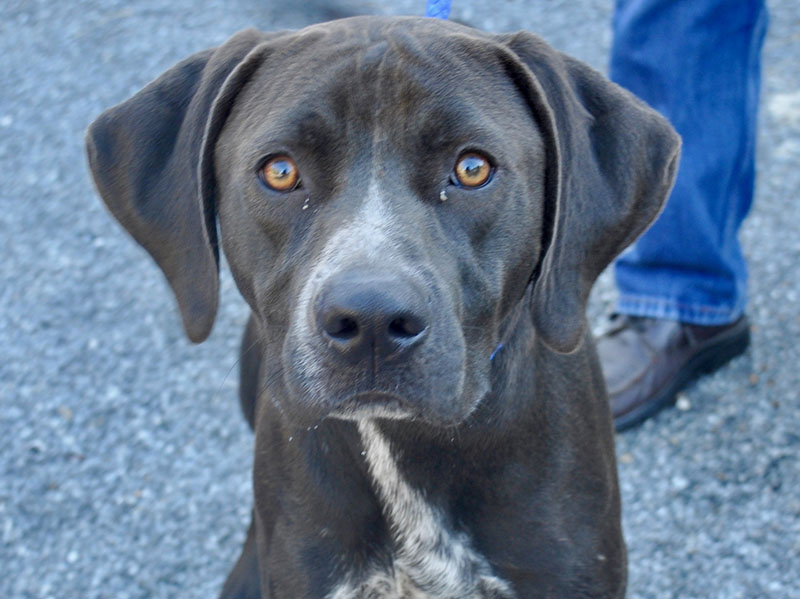 This male Lab, “Snickers,” was found at Antioch Cemetery and will stay at Fannin County Animal Control until reclaimed or adopted. This excited baby is in need of a loving home full of fun. His coat is a silky chocolate with white patches. View him under Animal Control number 259-19.