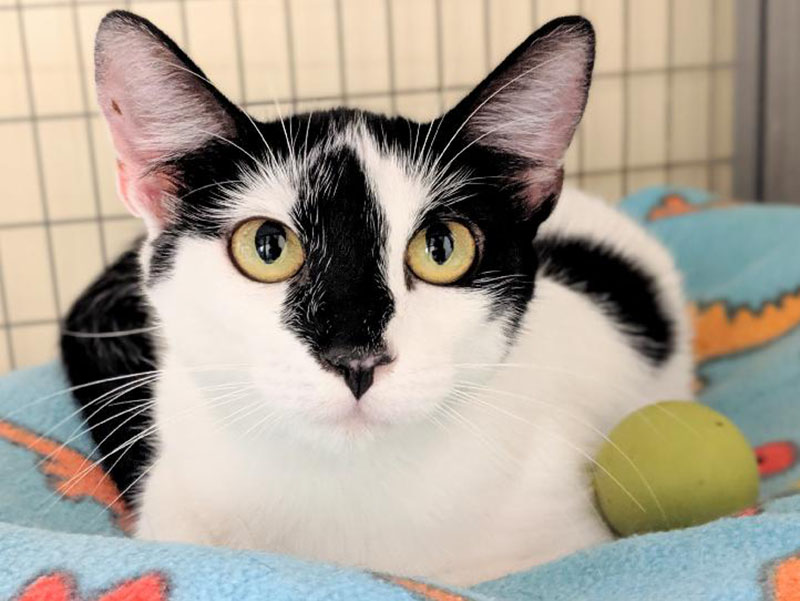 The Humane Society of Blue Ridge cat of the week is Pixie. She is small in stature and a little shy until she gets to know you. Come meet her and see if she will fit into your home. She is a lovely sweet cat. Learn more or schedule a visit by calling the Cat Haven at 706-632-4357.
