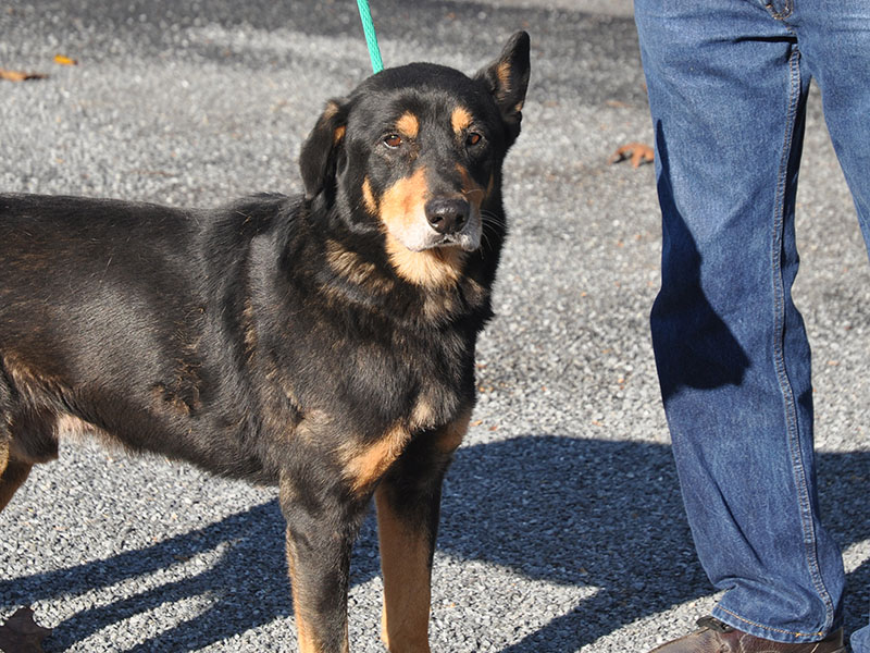 This male Shepherd mix was picked up October 30 on Sunrock Road at a rental cabin and is staying at Fannin County Animal Control until reclaimed or adopted. This handsome guy has coat of black and rich, golden tan. View this sweet fellow under Animal Control number 325-19.