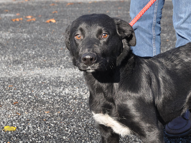This female Lab mix was dropped off November 1 and is staying at Fannin County Animal Control until reclaimed or adopted. She has a beautiful, shiny black coat with a white chest and lovely amber eyes. View this fun, sweet girl under Animal Control number 327-19.
