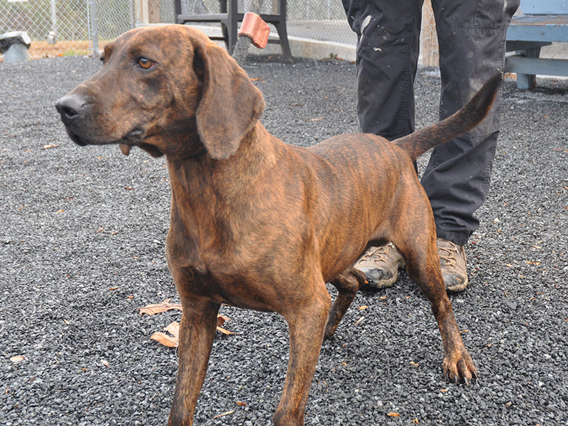 This handsome male Plott Hound was dropped off November 8 and is staying at Fannin County Animal Control until reclaimed or adopted. He loves to work and has a georgeous brindle coat with floppy ears and amber eyes. View this energetic fella under Animal Control number 332-19.