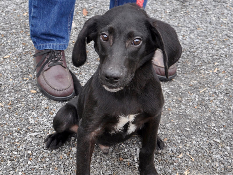 Volunteers have named this male mixed breed Lewis, and he will be staying at Animal Control until adopted. He has a smooth black coat and coffee bean colored eyes. View this fun pup under Animal Control number 340-19.