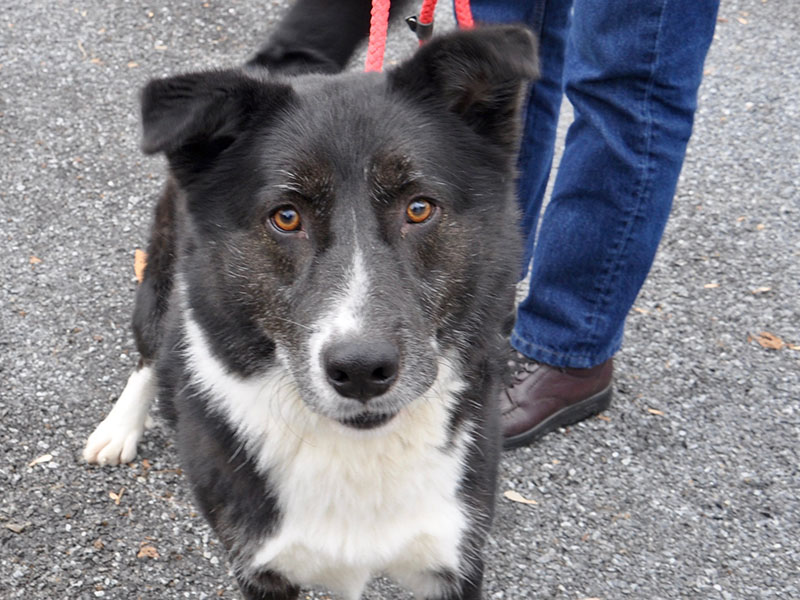 This male Border Collie mix was found on Aska Road in Blue Ridge November 6, and will be staying at Animal Control until adopted or reclaimed. He has a fluffy black and white coat with marmalade colored eyes. View this sweetie under Animal Control number 331-19.