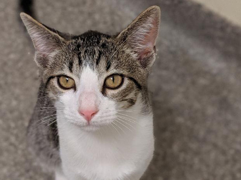 The Humane Society of Blue Ridge cat of the week is Ansel. He has the cutest pink nose and is a love bug. Come and meet him and take him home or one of his friends. Learn more or schedule a visit by calling the Cat Haven at 706-632-4357.