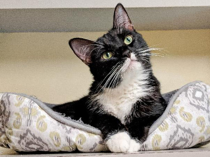 The Humane Society of Blue Ridge cat of the week is Charley. She is a beauty and would love to come home with you and be your best friend. She is a lovable girl who likes to be pet and to sit in your lap. Learn more or schedule a visit by calling the Cat Haven at 706-632-4357.     