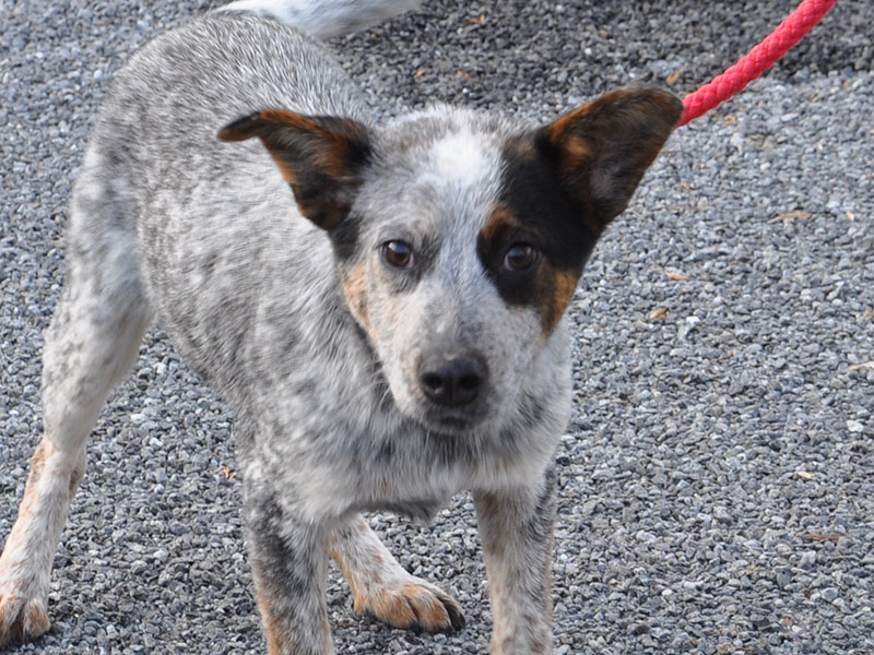This female Blue Heeler mix was picked up on Highway 60 in Morganton December 23 and will be staying at Animal Control until reclaimed or adopted. She has a peppered coat with dark brown eyes. View this sweet girl under Animal Control number 370-19.