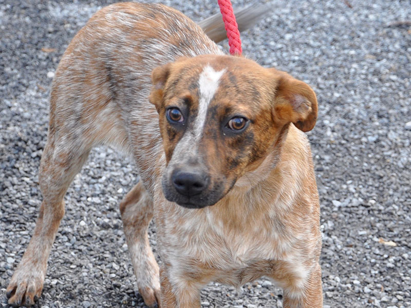 This male Red Heeler mix was picked up on Highway 60 in Morganton December 21 and will be staying at Animal Control until reclaimed or adopted. He has a red salt and pepper coat with deep brown eyes. View this sweet boy under Animal Control number 371-19.