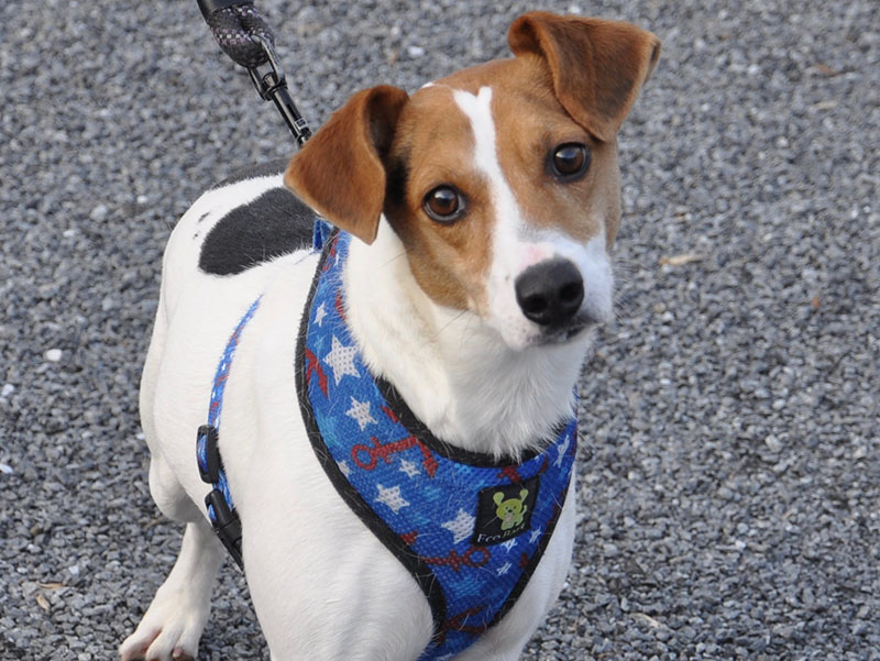 Rocco is a male Jack Russell mix. He is an owner surrender and will be staying at Animal Control until adopted. He has a while coat with black spots and a red face with cocoa bean colored eyes. View this good boy under Animal Control number 374-19.
