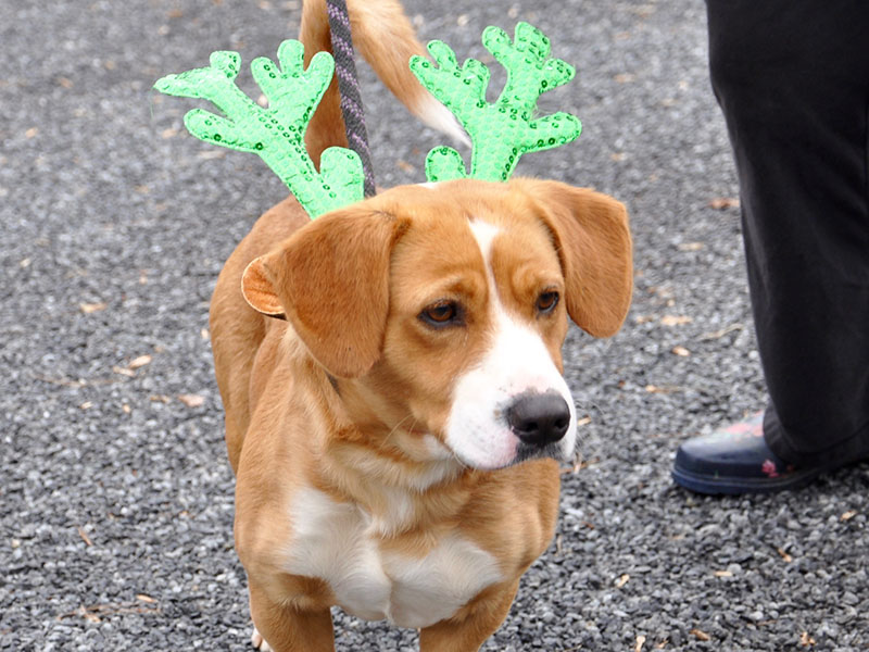 This male Beagle mix was picked up on Saffron Lane in Blue Ridge, December 5. He will be staying at Animal Control until reclaimed or adopted. He has an orange and white coat with amber eyes. View him under Animal Control number 361-19.