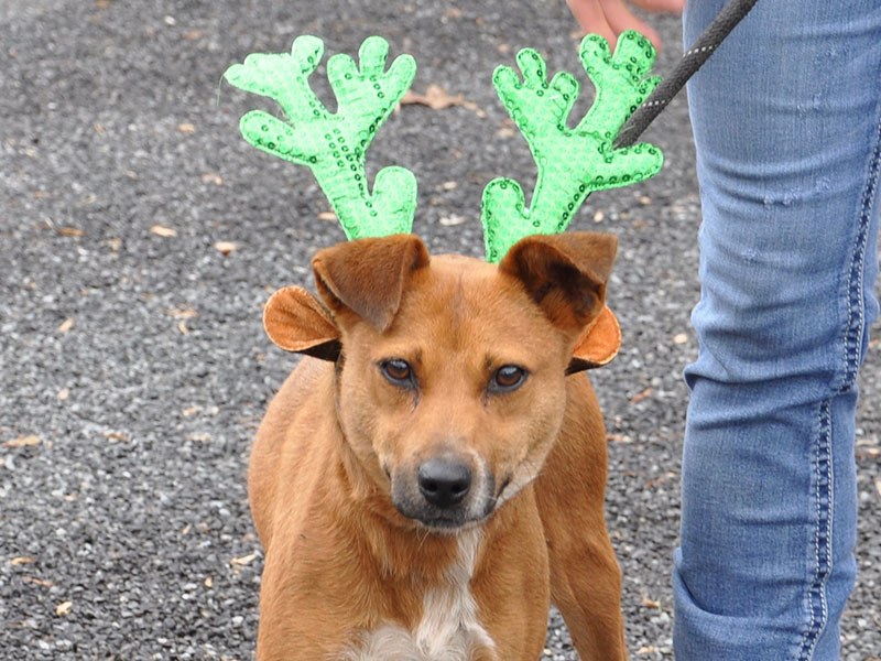 This male Fiest mix was picked up on Saffron Lane in Blue Ridge, December 5, and will be staying at Animal Control until reclaimed or adopted. He has an orange coat with a white chest. View this good boy under Animal Control number 360-19.