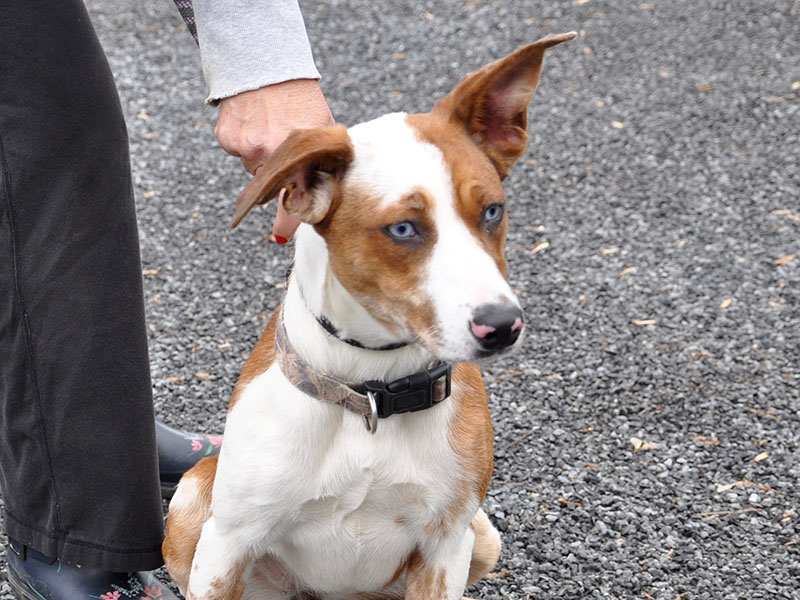 This female Heeler mix was picked up on Weaver Street in McCaysville, December 2, and will be staying at Animal Control until reclaimed or adopted. She has an orange and white coat with crystal blue eyes. View this fun girl under Animal Control number 354-19.