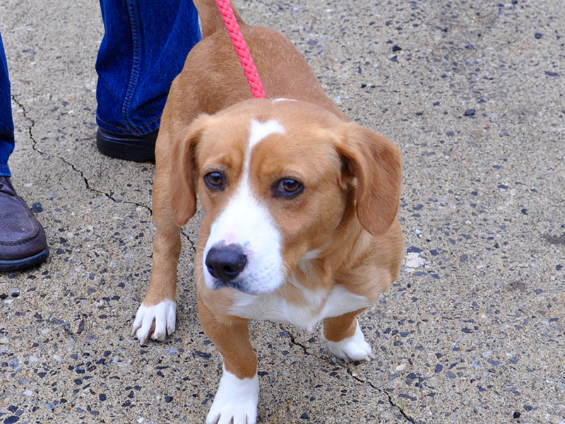 This male Beagle mix was picked up December 5 on Saffron Lane in Blue Ridge and will be staying at Animal Control until reclaimed or adopted. He has a short orange and white coat with amber eyes. View this sweetie under Animal Control number 361-19.