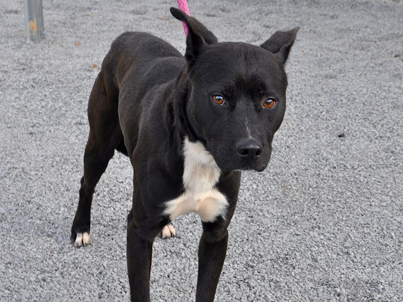 This male mix was found, October 9, on Josh Hall Road in Blue Ridge and will be staying at Animal Control until reclaimed or adopted. This handsome boy has a short, black coat with patches of white and sweet, tea colored eyes. View him under Animal Control number 308-19.