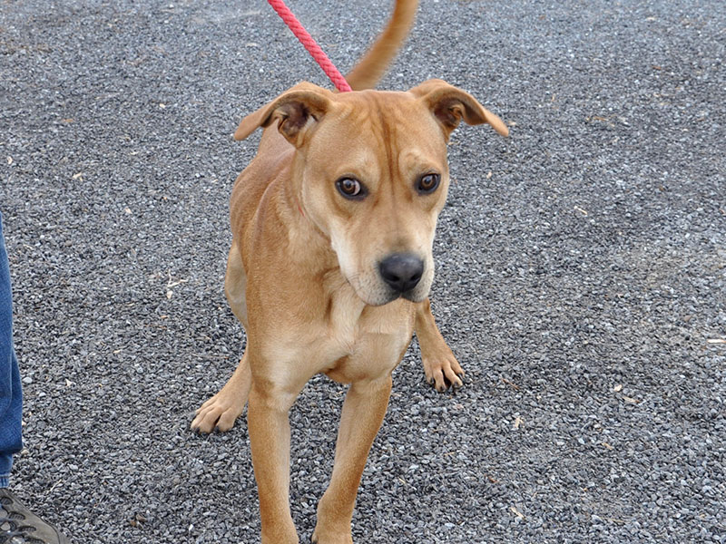 Casey, this male mix, was an owner surrender and will be staying at Animal Control until adopted. This good boy has a golden coat with dark brown eyes. View this playful boy under Animal Control number 292-19.