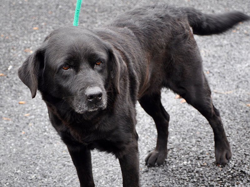 This male Lab mix is an owner surrender and will be at Animal Control until adopted. This sweet boy has a black coat with a brown undertone and tea colored eyes. View him under Animal Control number 347-19.