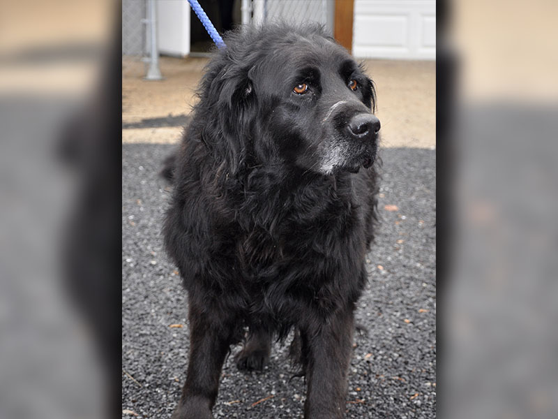 This male Lab mix is a owner surrender and will be at Animal Control until adopted. He has .woolly black hair and sweet tea colored eyes. View this sweet guy under Animal Control number 348-19.