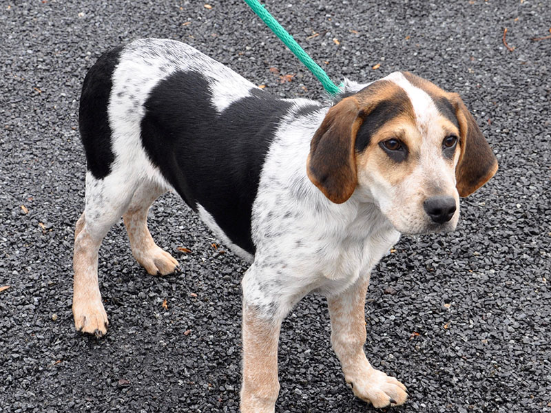 This male Hound mix was picked up at 111 Mountain Drive in Suches November 25. He will be at Animal Control until reclaimed or adopted. This playful boy has an orange, black and white coat. View him under Animal Control number 345-19.