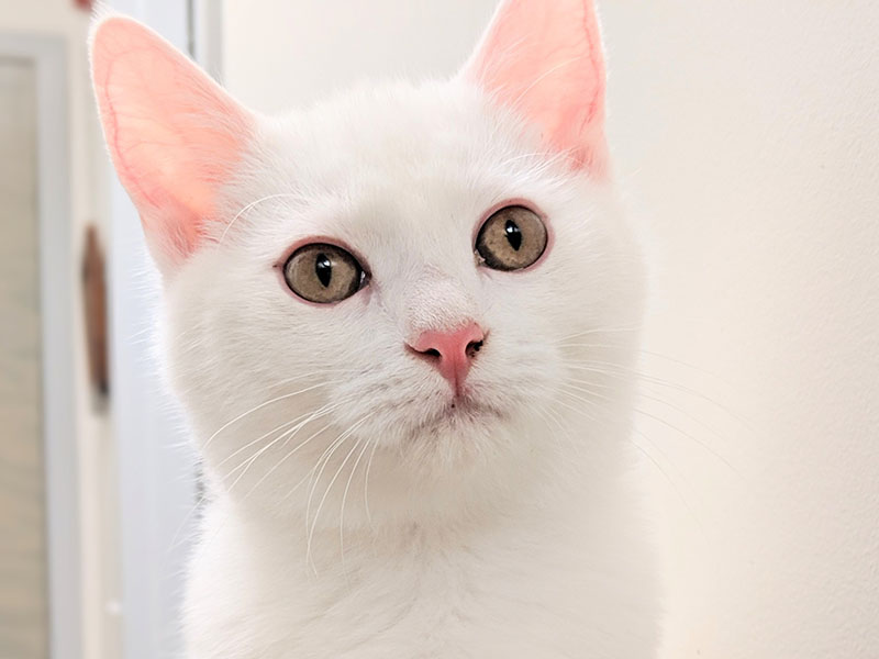The Humane Society of Blue Ridge cat of the week is Nod. He is an adorable, five-month-old Domestic Shorthair who is waiting for his furever family. Solid white handsome fella. Learn more or schedule a visit by calling the Cat Haven at 706-632-4357.      
