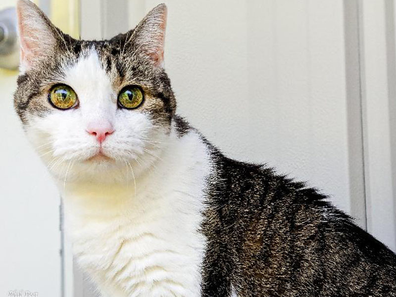 The Humane Society of Blue Ridge cat of the week is Lacy. She is a six-year-old female tabby and is the sweetest cat you will meet. She would make anyone an awesome addition to their family. Learn more or schedule a visit by calling the Cat Haven at 706-632-4357.      