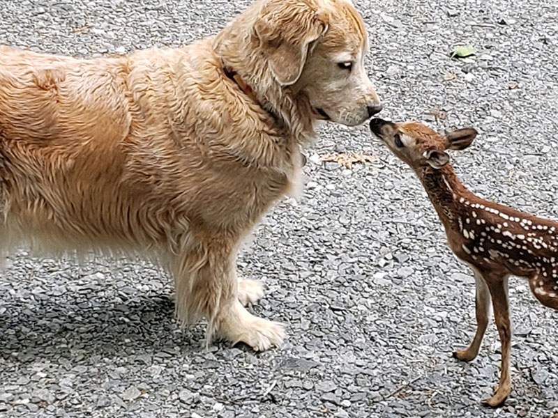 Rose the Golden Retriever made friends with a fawn in the lawn of the Burden family. Claude Burden took the photo in June of last year. Diana Burden said the fawn’s mom came and got the baby deer later that night.