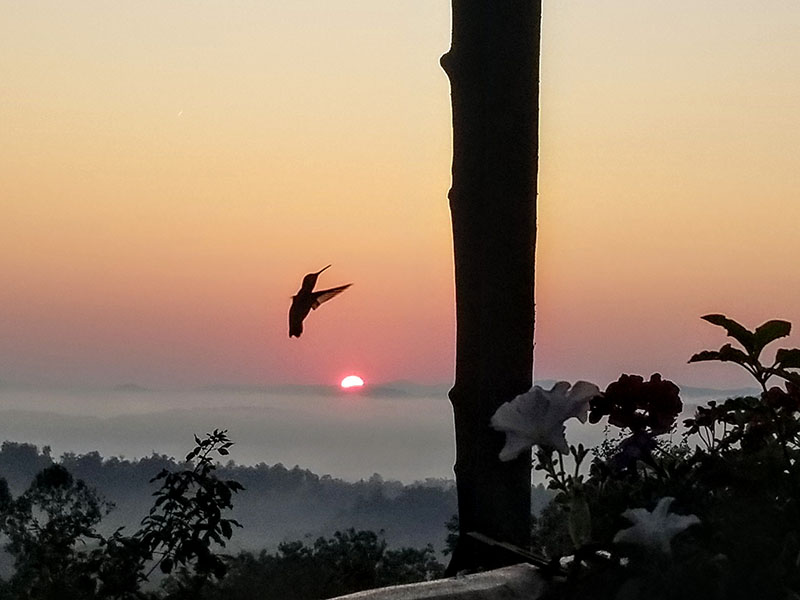 Sue and Roy Edwards captured this photo of a humming bird at sunset.