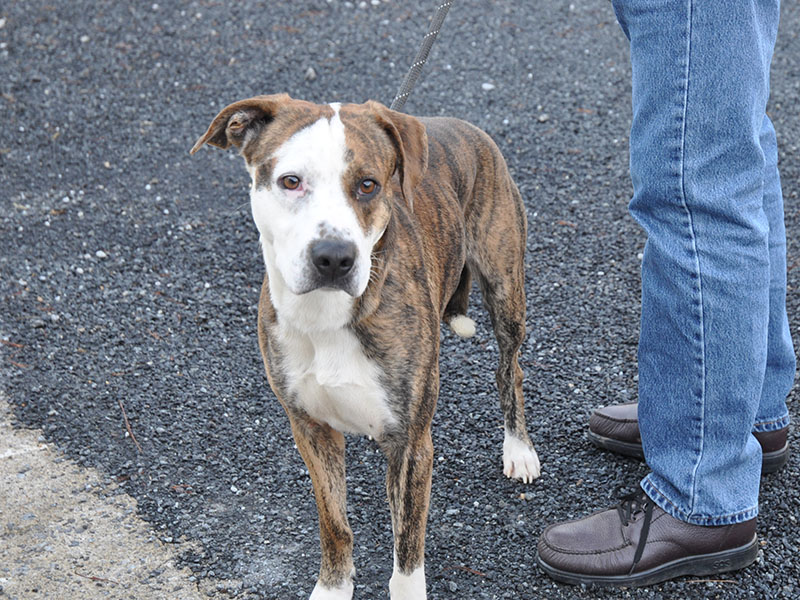 This male mix was found near the Ford dealership in Blue Ridge January 10. He’ll be staying at Fannin County Animal Control until reclaimed or adopted. This handsome fellow sports a brindle and white coat and floppy ears. View this cutie under Animal Control number 010-20.