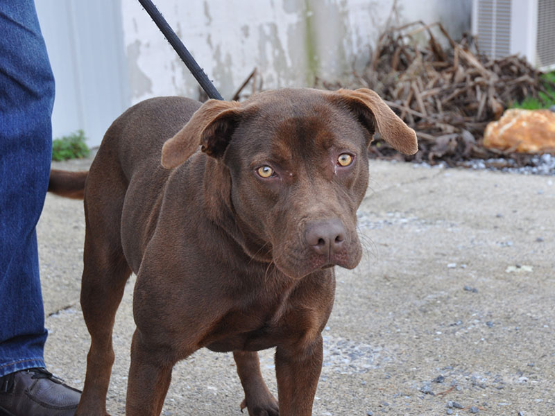 This beautiful female Chocolate Lab mix was picked up January 14 in Epworth and is staying at Fannin County Animal Control until reclaimed or adopted. Volunteers call her Cocoa and she has lovely golden eyes and soft ears. View this sweet pup under Animal Control number 018-20.