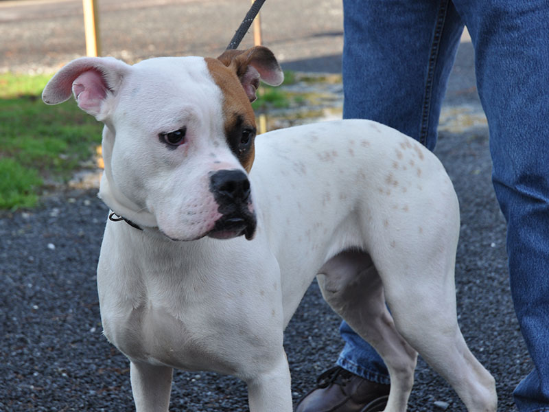 This male Boxer mix was found near the Ford dealership in Blue Ridge January 10. He is staying at Fannin County Animal Control until reclaimed or adopted. This handsome guy features a bright white coat with clay-colored sprinkles and patches. View this regal fellow under Animal Control number 008-20.