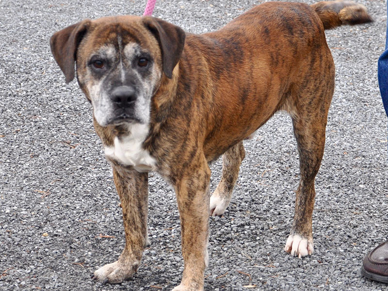 Mississippi, this male Boxer mix, was dropped off December 4 and will be staying at Animal Control until reclaimed or adopted. He has an orange, brown and white brindle coat with coffee bean colored eyes. View this sweet guy under Animal Control number 359-19.
