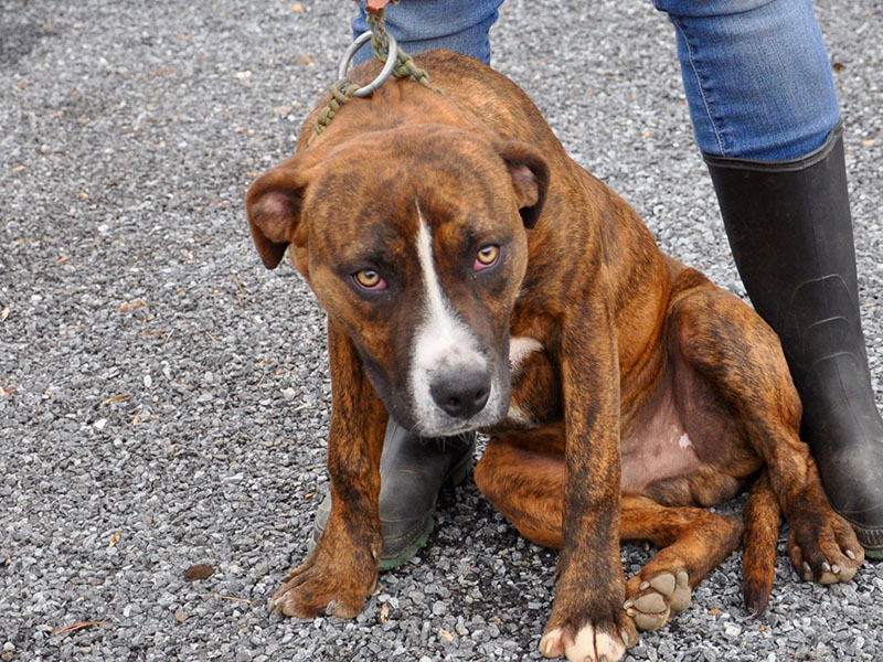 Beau, this sweet, male Boxer mix, was picked up on Loving Road in Morganton December 26 and will be staying at Animal Control until reclaimed or adopted. He has an orange and brown brindle coat with beautiful tan eyes. View this good boy under Animal Control number 376-19.