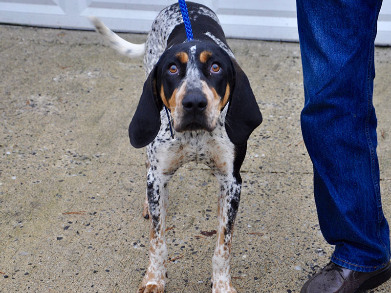 Blue is a male Blue Tick Hound who was dropped off Monday, December 30, and will be staying at Animal Control until reclaimed or adopted. Blue is white with peppered black spots and orange eyebrows and sideburns. View this sweet boy under Animal Control number 382-19.