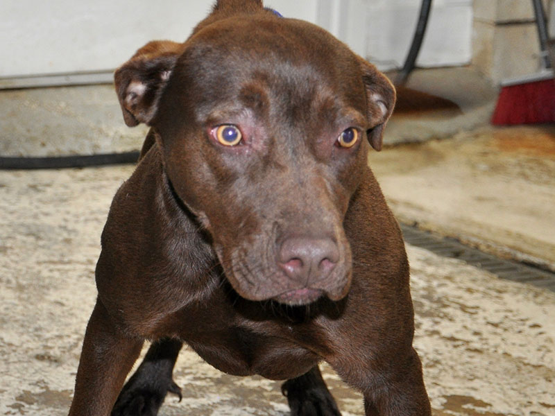 This sweet girl named Cocoa is a Lab mix and was picked up January 14 on Colwell Church Road in Epworth. She will be staying at Animal Control until reclaimed or adopted. This pretty girl has a milk chocolaty coat with caramel coated eyes. View Cocoa under Animal Control number 018-20.