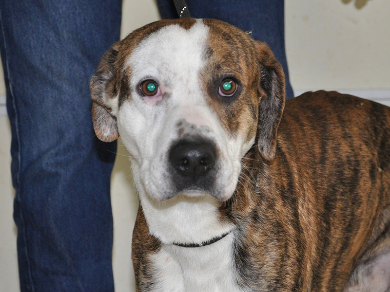 Ace is a male mix who was picked up at the Ford dealership in Blue Ridge January 10. He will be staying at Animal Control until reclaimed or adopted. This sweet boy has a brindle coat with one large patch of white and would make a great cuddle buddy. View him under Animal Control number 010-20.