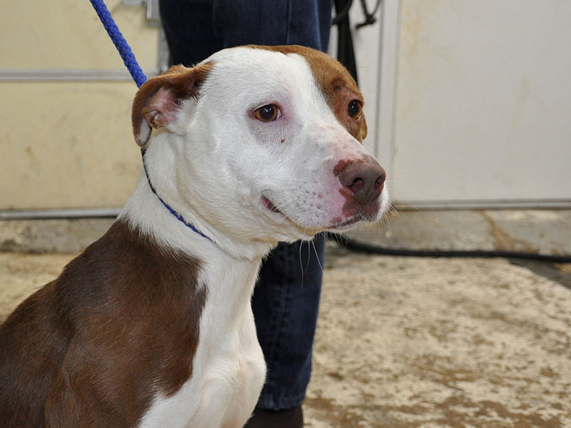 Autumn is a female Bulldog mix who was dropped off January 23. She will be staying at Animal Control until reclaimed or adopted. She boasts a short cinnamon and white coat with sweet amber colored eyes and would make a great best friend. View Autumn under Animal Control number 036-20.