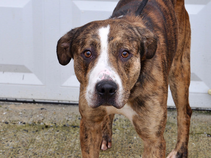 Dallas, a sweet male mix, was picked up January 10 at the Ford Dealership in Blue Ridge. He will be staying at Animal Control until reclaimed or adopted. Dallas has a brindle coat, white snout and sweet tea colored eyes. View him under Animal Control number 009-2020.